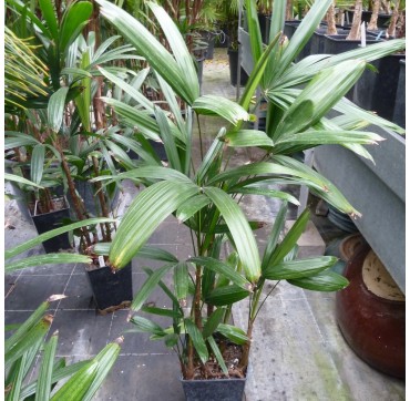 Rhapis excelsa