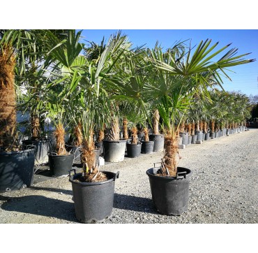 Trachycarpus fortunei AKTION