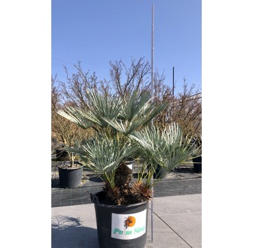 Chamaerops humilis AKTION