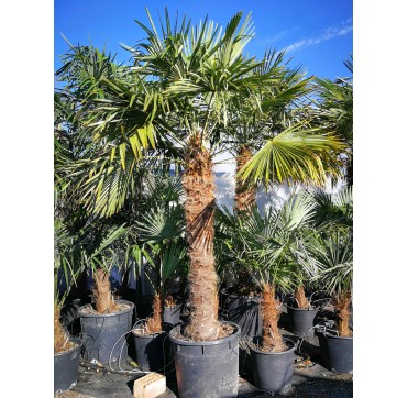 Trachycarpus fortunei AKTION