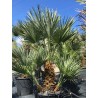 Chamaerops humilis AKTION
