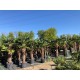 Trachycarpus wagnerianus - Produktion in Brütten