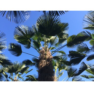 Trachycarpus wagnerianus 340-400