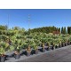 Chamaerops humilis AKTION