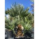 Chamaerops humilis AKTION