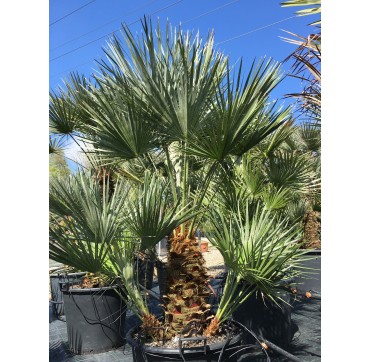 Chamaerops humilis AKTION