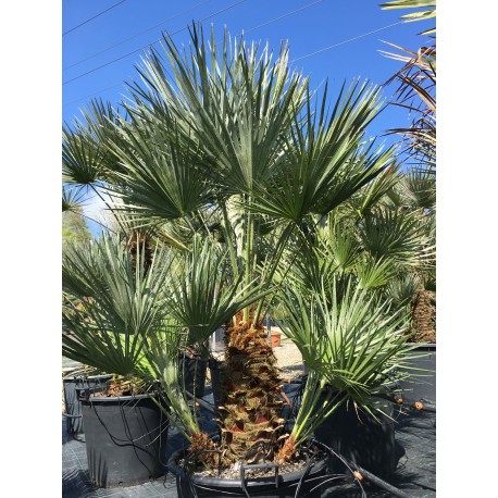 Chamaerops humilis AKTION
