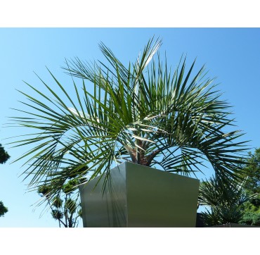 Geleepalme - Butia capitata 120-180 cm inkl.Versand