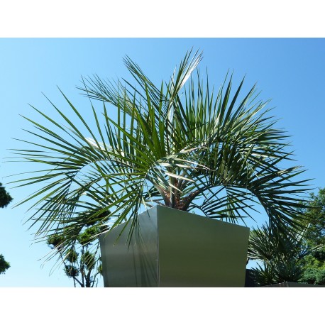 Geleepalme - Butia capitata 120-180 cm inkl.Versand