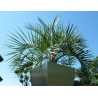 Geleepalme - Butia capitata 120-180 cm inkl.Versand