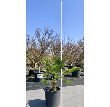 Trachycarpus wagnerianus 100-125 cm Gesamthöhe - ca.30 cm Stamm - Selbstabholung