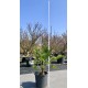 Trachycarpus wagnerianus AKTION 2x 200-250