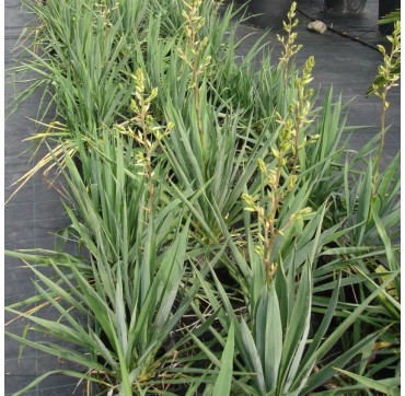 Yucca filamentosa