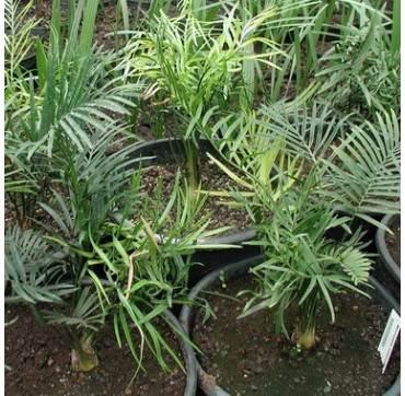 Macrozamia communis